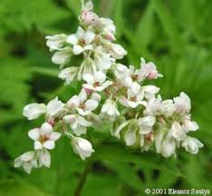 Image result for Fagopyrum esculentum