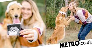 It's hard not to love a golden retriever puppy. Dog Lover Holds Maternity Shoot For Pregnant Rescue Golden Retriever Metro News