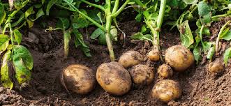 Are potato plants supposed to bloom? How To Grow A Potato Plant Hydrobuilder Learning Center