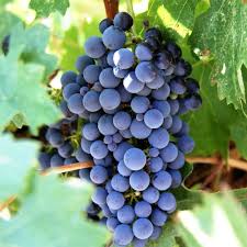 Ny 47616 Blue Seedless Table Grape Thien Nhien