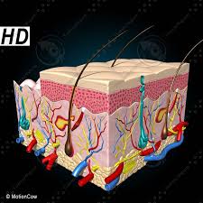Image Result For Integumentary System 3d Model Integumentary System Anatomy And Physiology Skin