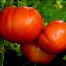 Maybe you would like to learn more about one of these? Beefmaster Tomato Plant Two Plants Clovers Garden