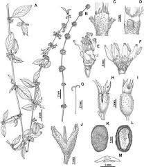 Image result for Spermacoce subvulgata