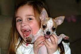 Senior Chihuahua Care Tips