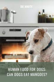 Human Food For Dogs Can Dogs Eat Mangoes Can Dogs Eat Mango Human Food For Dogs Can Dogs Eat Dog Eating