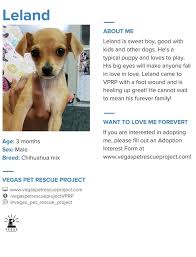 Decatur blvd., las vegas, nevada 89130 u.s.a tel: Leland Will Be At Give A Fetch Today And Vegas Pet Rescue Project Vprp Facebook