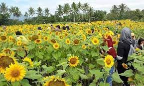 Selomangleng no.143, pojok, mojoroto, kota kediri, jawa timur. Harga Tiket Dan Rute Lokasi Kebun Bunga Matahari Kediri Destinasi Hits Yang Wajib Dikunjungi