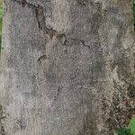 Image result for Albizia glaberrima