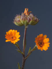 Image result for Rhynchosia micrantha