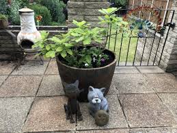 Perhaps use one for growing spring onions & one for radishes?. Oak Whiskey Half Barrel Planters Celtic Timber