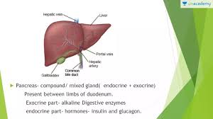 Liver urea synthesized in liver, released into blood, cleared by kidneys. Cbse Class 11 Digestive Glands In Hindi Offered By Unacademy
