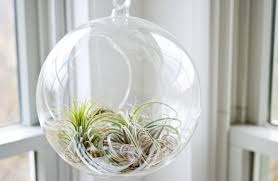 Follow these steps to keep your air plants hydrated and happy. How To Water Glued Air Plants Tips Terrarium Planting Guide