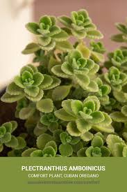 Image result for Plectranthus