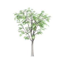 Image result for Acacia brevispica