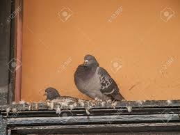 Your pigeons sitting stock images are ready. Two Pigeons Above A Door Frame Against A Peach Coloured Background Stock Photo Picture And Royalty Free Image Image 50981492