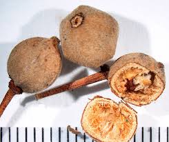 Image result for Sarcophrynium brachystachyum