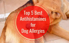 5 Best Antihistamines For Dog Allergies In 2020 With Images Dog Allergies Allergies Dog Coughing