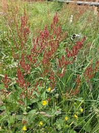 Image result for Rumex