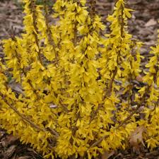 Proven Winners Show Off Sugar Baby Colorchoice Forsythia 1 Gal Shrub Forprc1016101 The Home Depot Dwarf Plants Shrubs Forsythia Bush