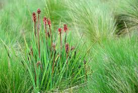 Image result for Kniphofia thomsonii