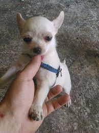 Pin On Mi Chihuahua Wendy Instagram Ratonandwendy