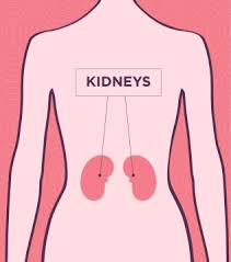Your doctor will ask about your symptoms, do a physical exam, and likely run some diagnostic tests. Why Do My Kidneys Hurt Kidney Pain Upmc Healthbeat