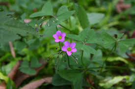 Image result for Oxalis latifolia