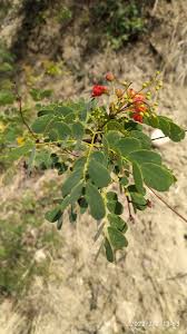 Image result for Caesalpinia cassioides