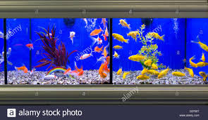 I just bought a butterfly beta from pet smart, and i know fish from pet stores can be sick. Goldfish Pet Shop Near Me M Berkan Ae