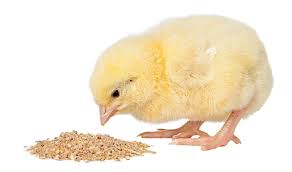 Image result for poultry feed