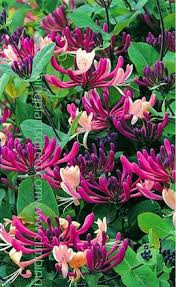 One of the more elegant ways to have in the garden is to add climbing plants or flowering vines. Honeysuckle Lonicera Japonica Darts World Look At The Pretty Colour Fragrant Flowers Flowering Vines Plants