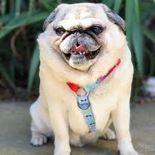 Don't underestimate the size of this dog, he is very devoted and makes a good watchdog. How To Houseproof For A New Pug Puppy