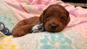 All labradoodle puppies are chosen according to order of deposit. Michigandoodles Michigandoodles Twitter