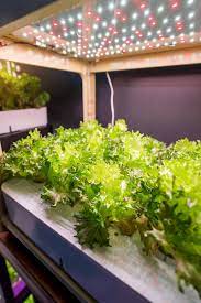 Led growlights are the best option for growing indoor plants, flowers, and vegetables. 13 Of The Best Grow Lights For Indoor Gardens Gardener S Path