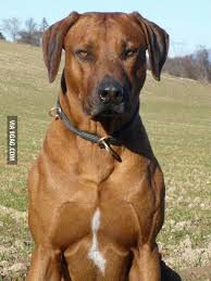 Mar 09, 2021 · the rhodesian ridgeback not only tracks their prey but can hold also quarry at bay. About Majestic Dogs Rhodesian Ridgeback The Lion Hunting Dog 9gag