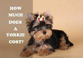 Yorkie Price Yorkshire Terrier Yorkie Yorkie Puppy