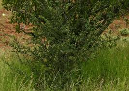 Image result for Grewia flava