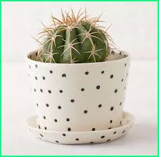 Jenis kaktus ini mempunyai batang yang berbulu, bentuknya. 10 Ide Kreatif Pot Tanaman Kecil Unik Dan Lucu Dunia Fauna Hewan Binatang Tumbuhan Dunia Fauna Hewan Binatang Tumbuhan