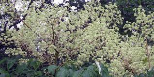 But the nationally observed rite of spring has come early, with reports from hundreds of locations that the country's beloved sakura are blooming several months ahead of. Prickly Ash Flowering Time Description Seasonal Development And General Distribution In Indiana