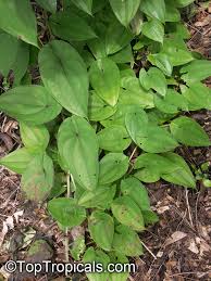 Image result for Dioscorea alata
