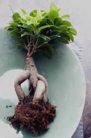 Ficus Microcarpa Bonsai Pruning Watering Care And Pest Management In 2020 Ficus Microcarpa Ficus Ginseng Bonsai Bonsai Tree Types