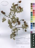 Image result for Dialium schlechteri