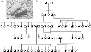 A Transgene Insertion Creating A Heritable Chromosome