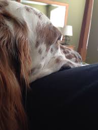 Close Up Of An Angel English Setter Pet Shop Puppies