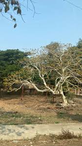 Image result for Albizia tanganyicensis