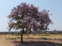 Image result for Philenoptera