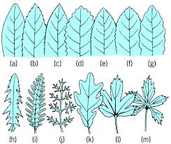 Image result for leaf margin entire