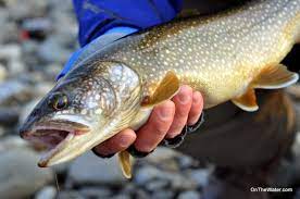 Narrow down your tackle selection by adjusting season, water clarity, structure and technique. Well Fed Lake Trout Wachusett Reservoir Fishing Report