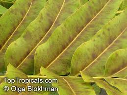 Image result for Acrostichum aureum