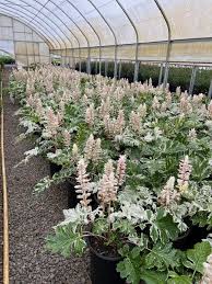 Image result for Acanthus